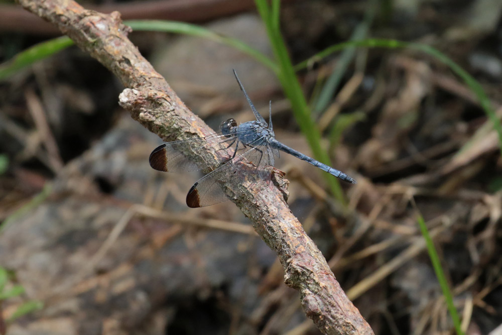 Blue-Dasher Dragonfly